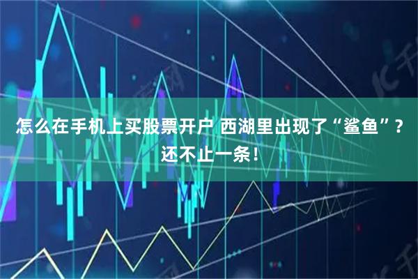 怎么在手机上买股票开户 西湖里出现了“鲨鱼”？还不止一条！